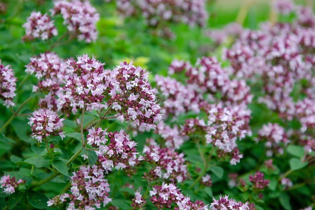 oregano plant to treat candidiasis