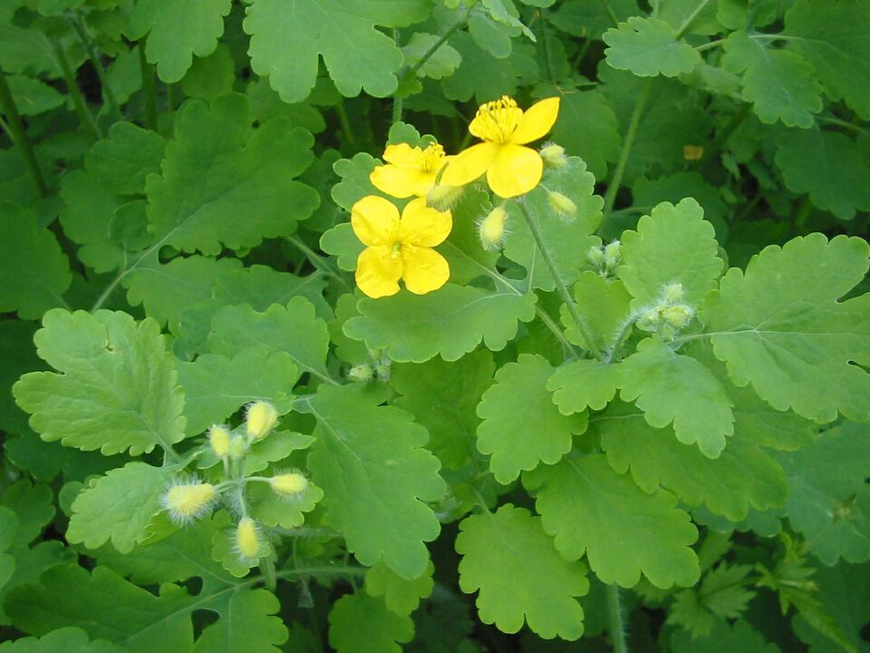 Growing celandine anywhere helps get rid of toenail fungus quickly